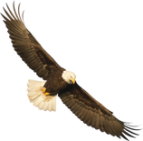 Image of flying eagle, a part of our logo.